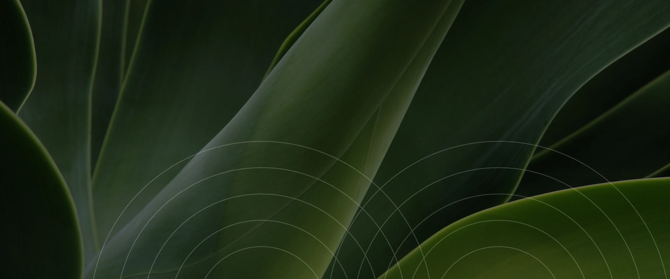 IDY2 2880×1200 copy